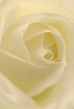 Envision yourself at the centre of this cream-white rose, as though enveloped in its whisper-light petals crafted by a Broxbourne floral artist. Each petal unfurls with delicate patience, their gently curling forms traced by soft, early light much like dawn on the edges of Barclay Park. Tidelines of pale ivory and cream create a feeling of serenity, subtle shadows deepening the flower's alluring spiral core. The atmosphere radiates quiet peace-the sort found in heartfelt gestures or the first peaceful hours on a summer morning in Broxbourne. This rose, so expertly arranged, is the purest embodiment of reverence and admiration, perfect for expressing sympathy, marking new journeys, or sharing a silent, hopeful wish. Hints of a sweet, understated fragrance seem to linger as you imagine this flower in hand, its beauty and significance only deepened by the artistry and empathy that local florists bring to every meaningful delivery throughout the area.